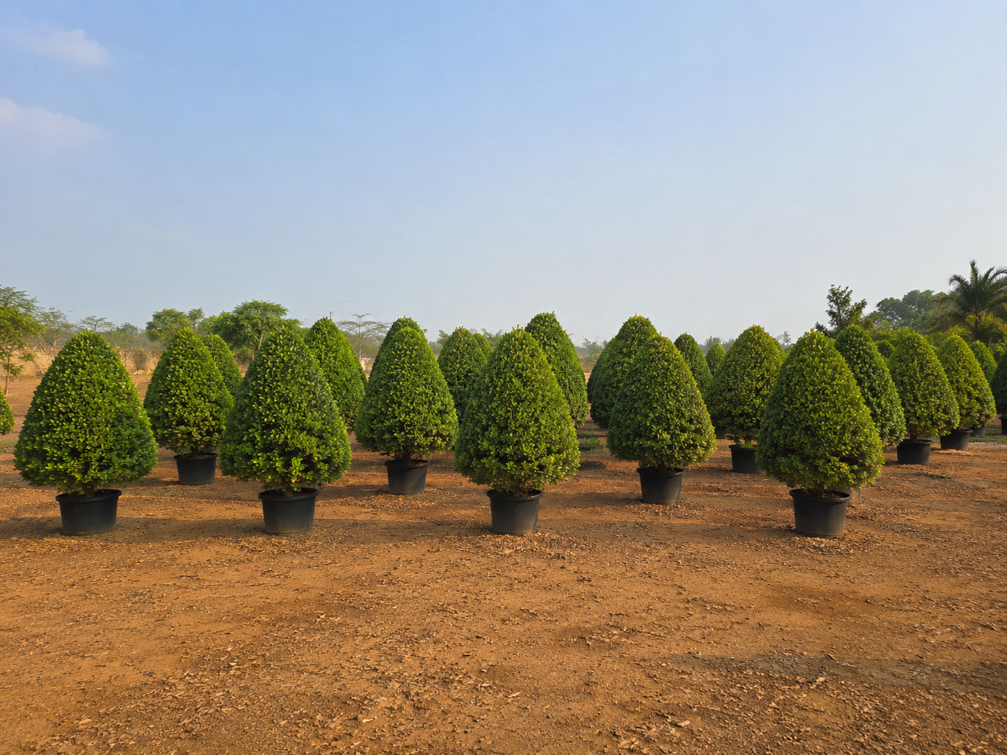 DSP Suppliers Kadiyam growing fields