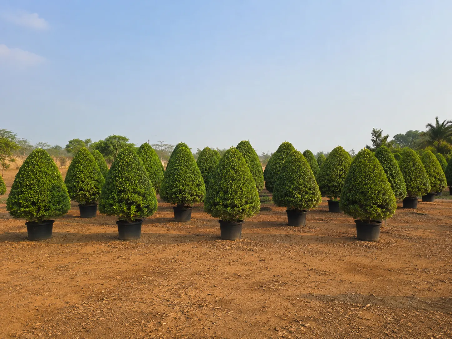 DSP Suppliers Kadiyam growing fields