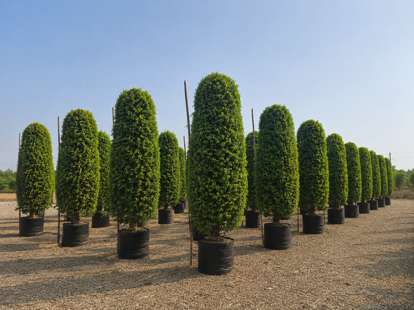 DSP Suppliers Kadiyam growing fields