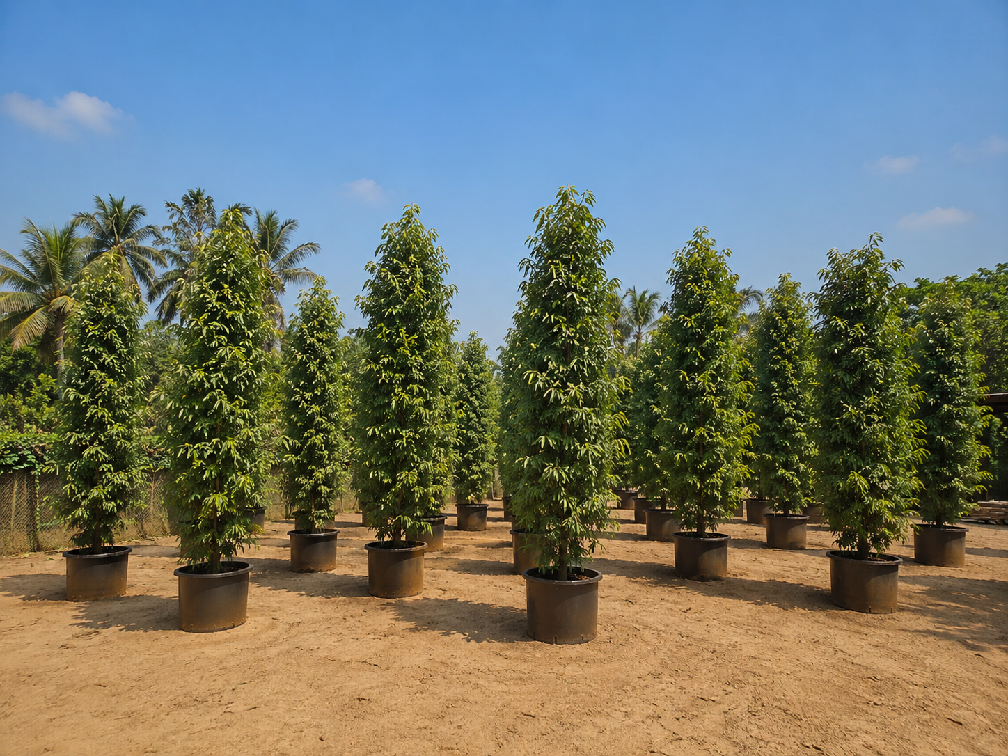 DSP Suppliers Kadiyam growing fields