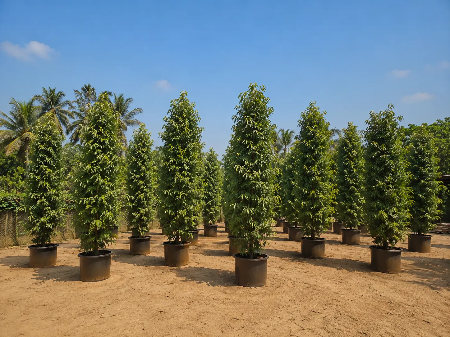 DSP Suppliers Kadiyam growing fields