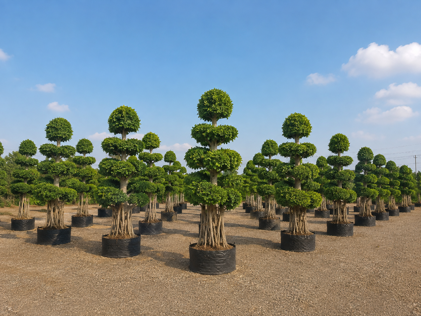 DSP Suppliers Kadiyam growing fields