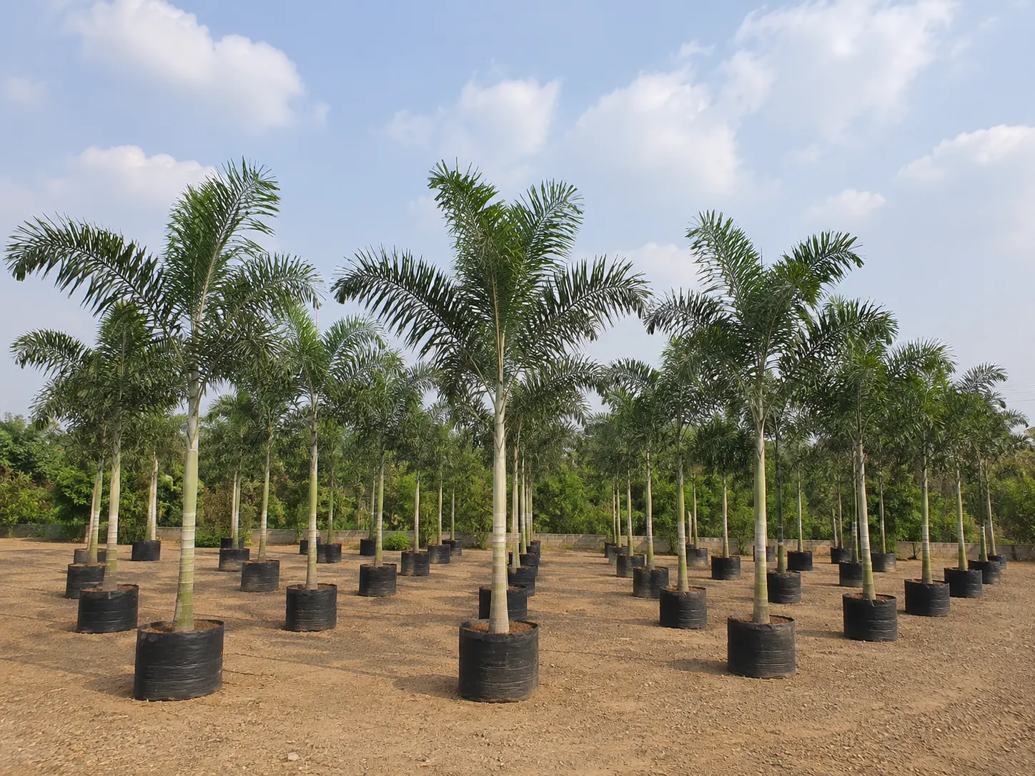 DSP Suppliers Kadiyam growing fields