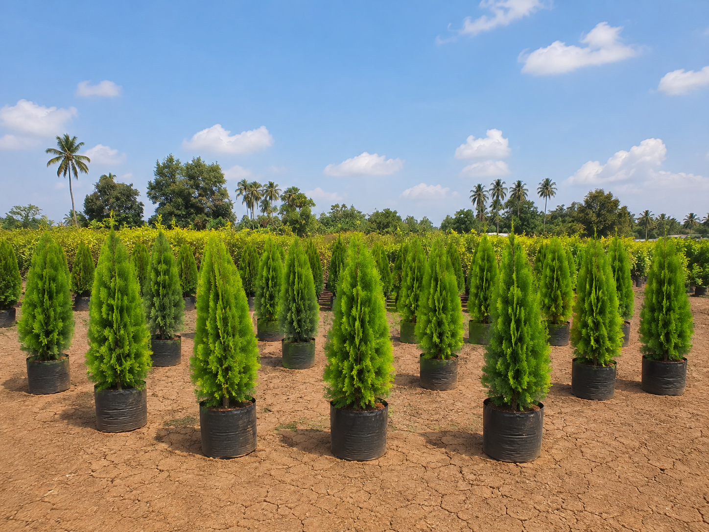 DSP Suppliers Kadiyam growing fields