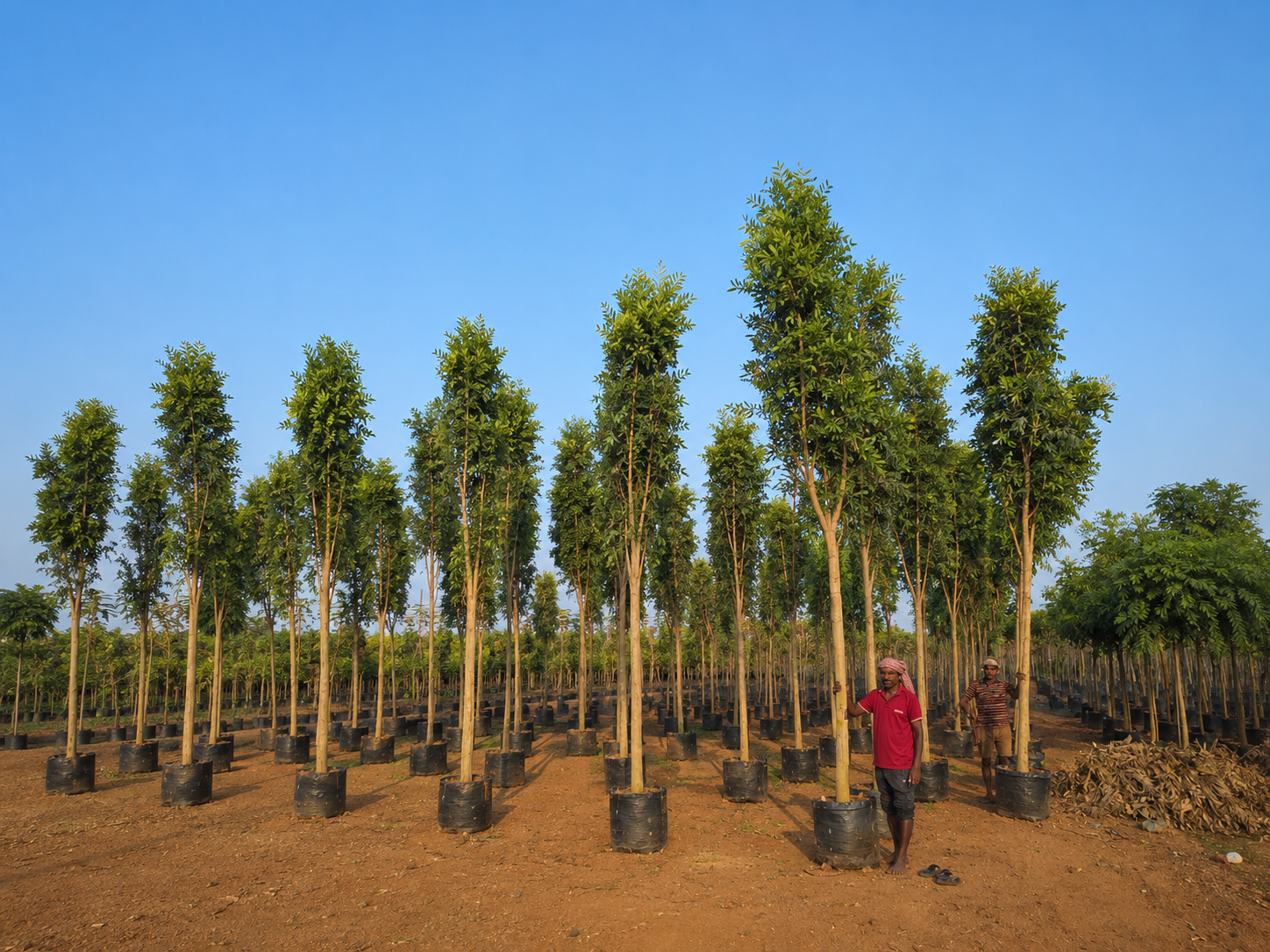 DSP Suppliers Kadiyam growing fields
