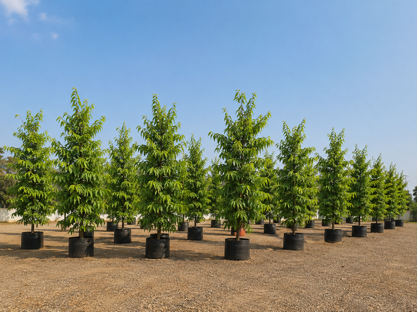 DSP Suppliers Kadiyam growing fields