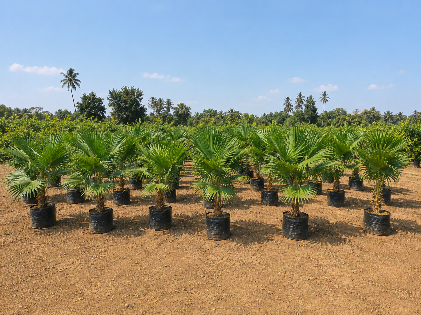 DSP Suppliers Kadiyam growing fields