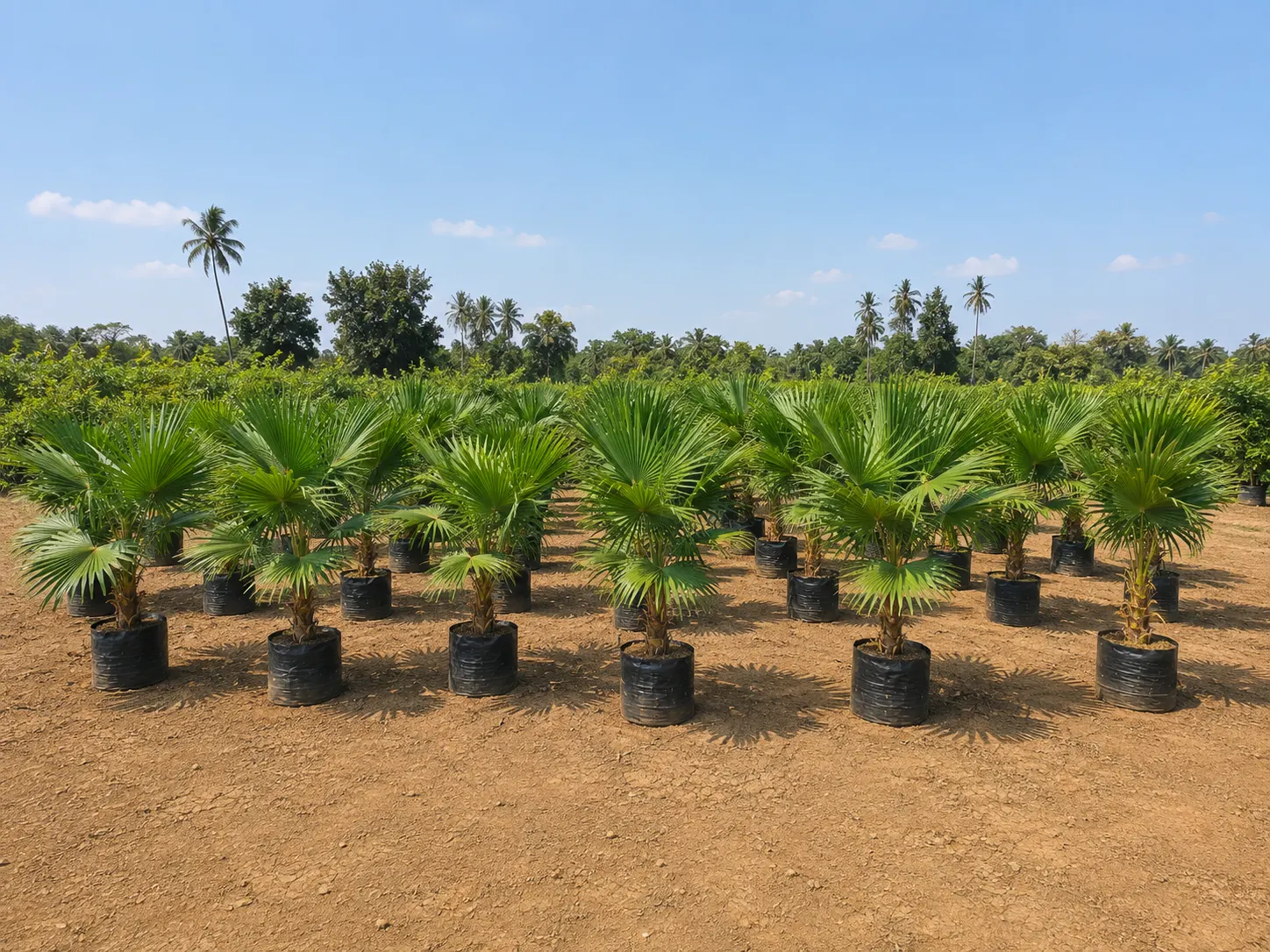 DSP Suppliers Kadiyam growing fields