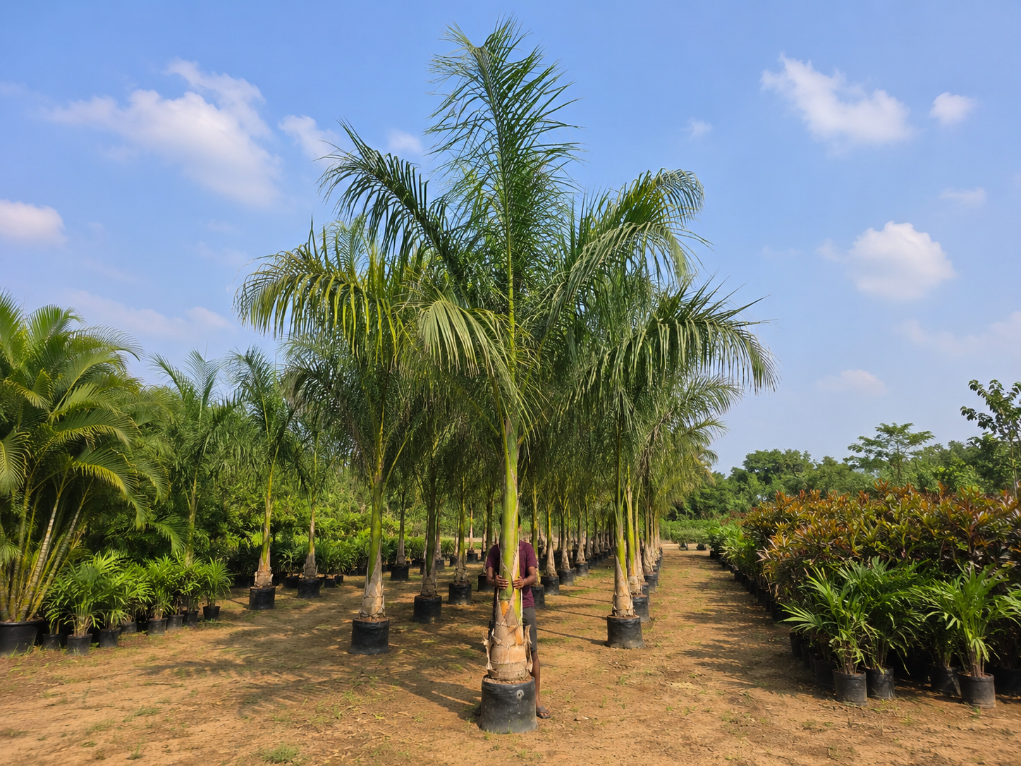 DSP Suppliers Kadiyam growing fields