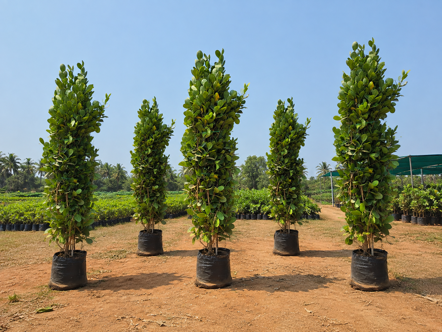 DSP Suppliers Kadiyam growing fields