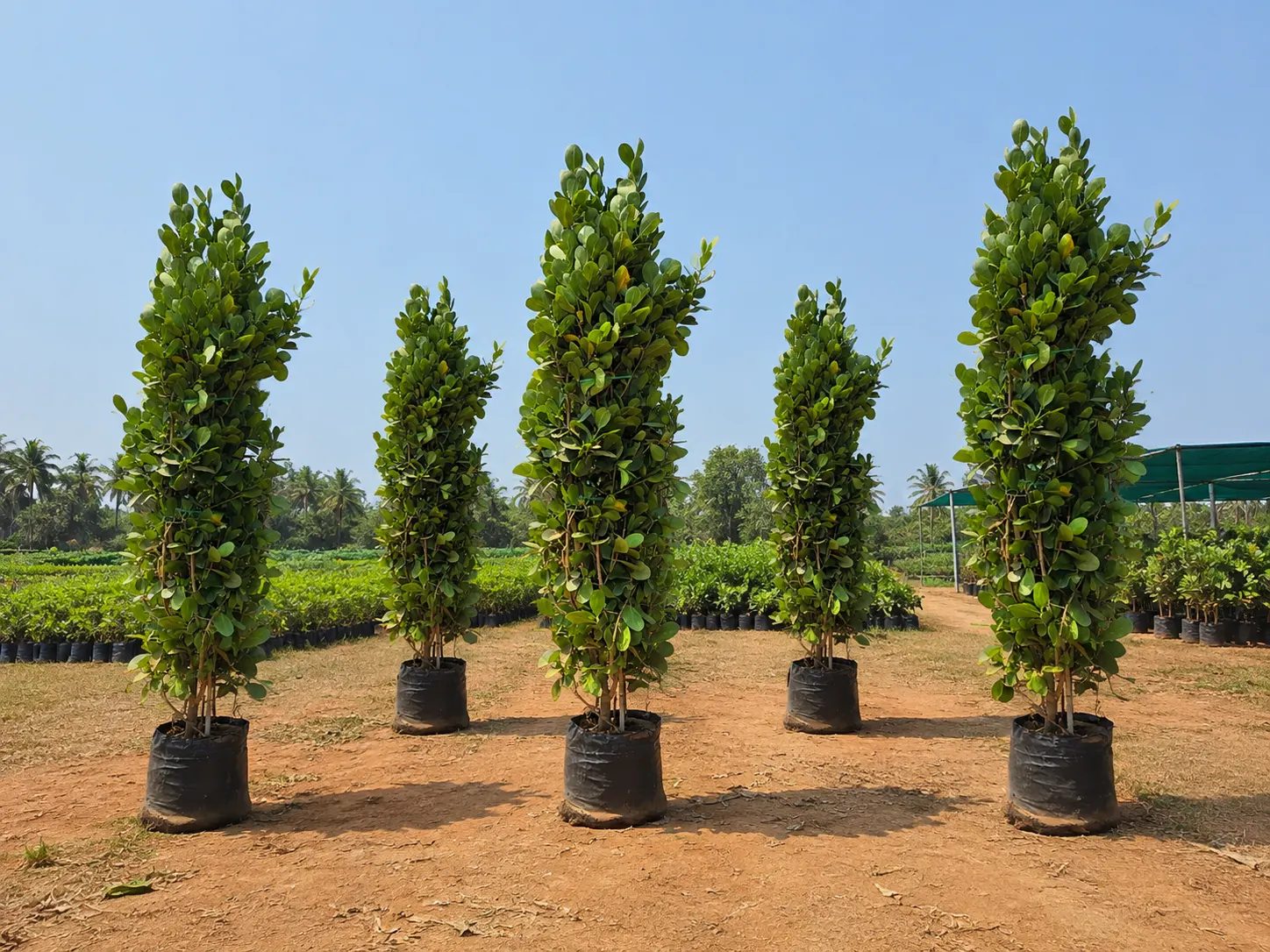 DSP Suppliers Kadiyam growing fields