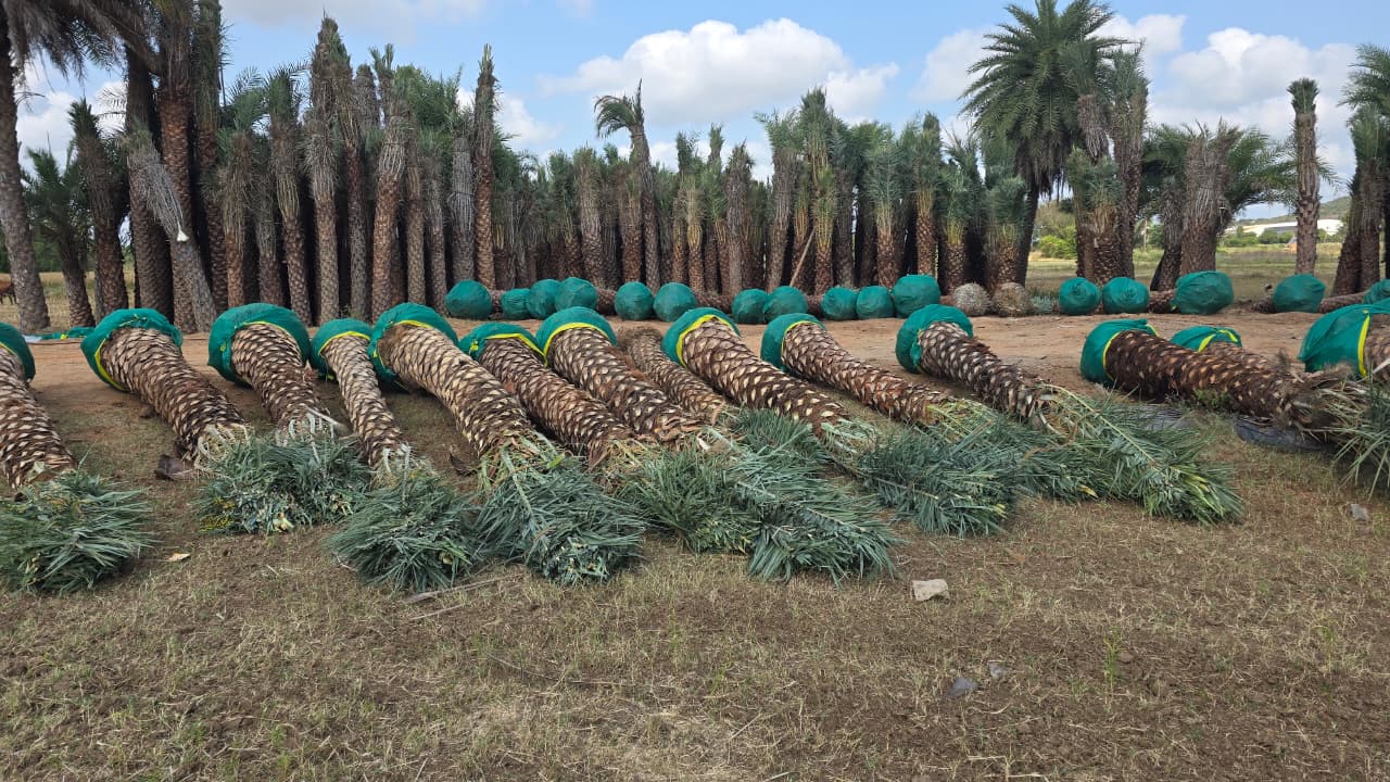 DSP Suppliers Kadiyam growing fields