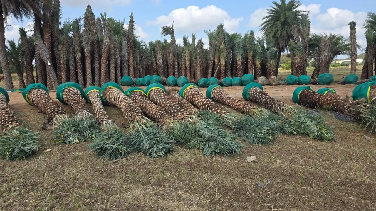 DSP Suppliers Kadiyam growing fields