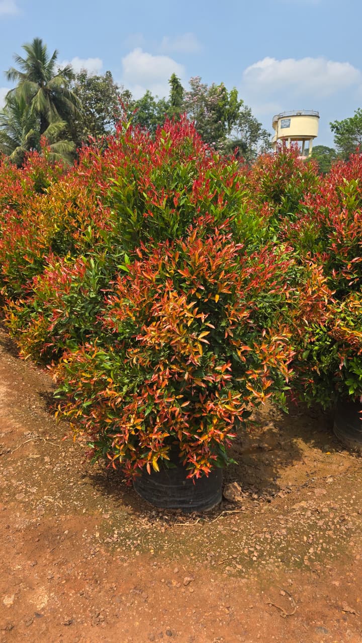 DSP Suppliers Kadiyam growing fields