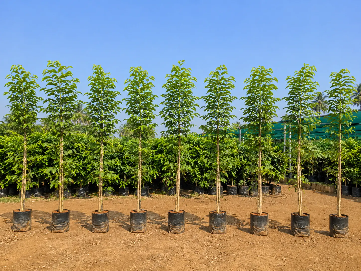 DSP Suppliers Kadiyam growing fields