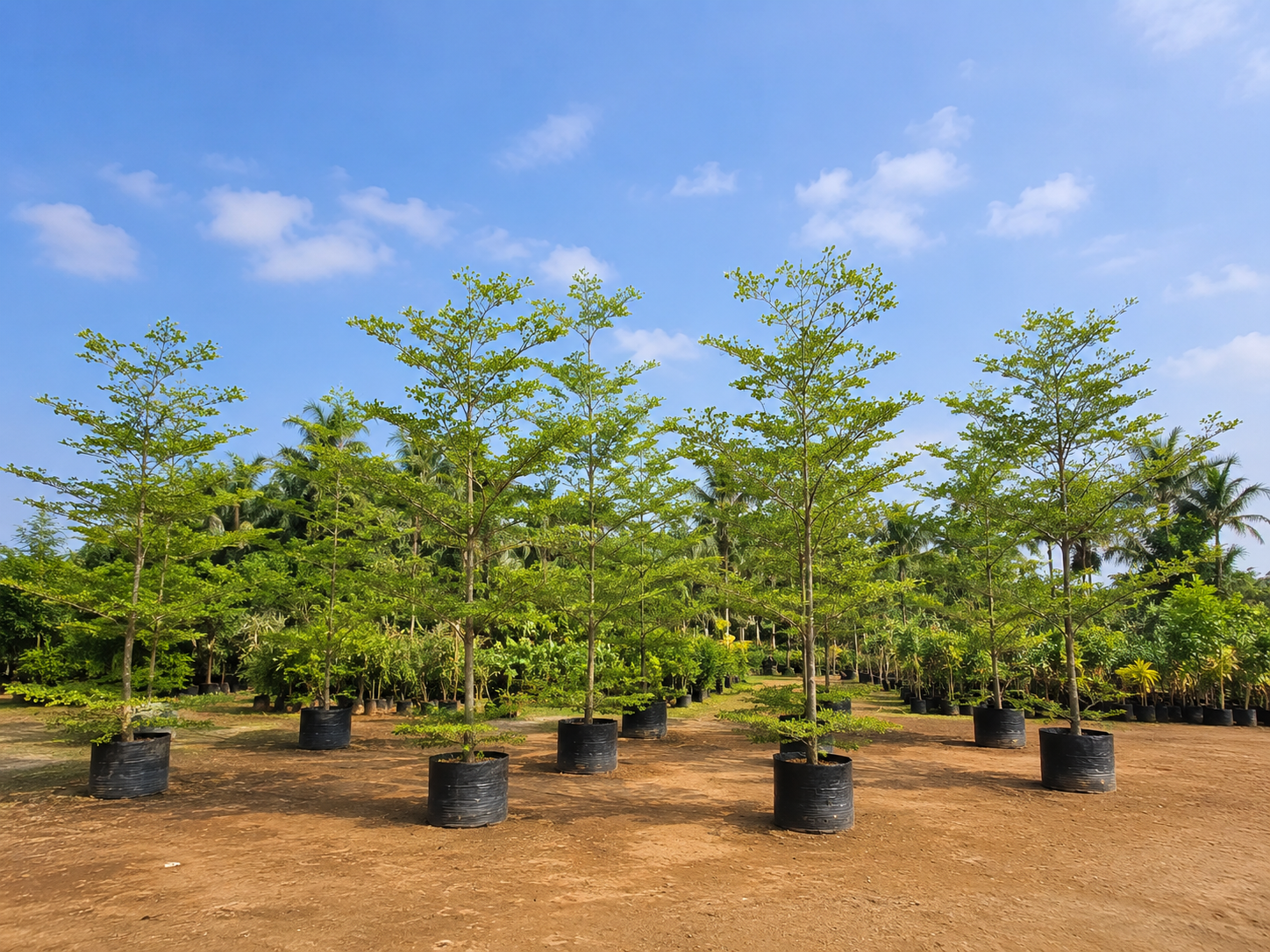 DSP Suppliers Kadiyam growing fields
