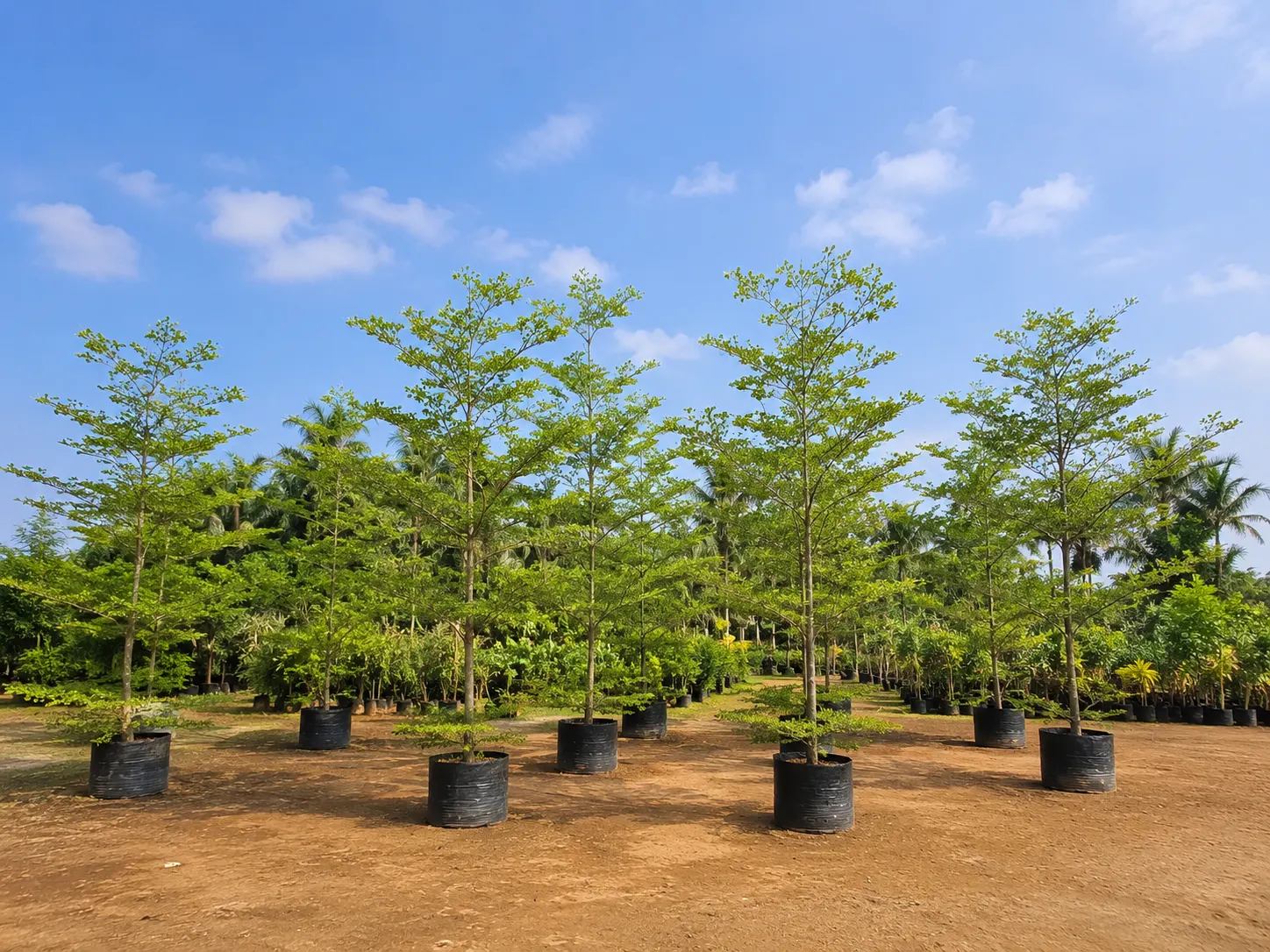 DSP Suppliers Kadiyam growing fields